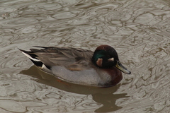 Anas crecca × platyrhynchos