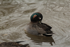 Anas crecca × platyrhynchos