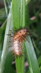 Insecta