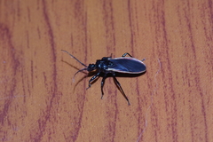 Scadra okinawensis