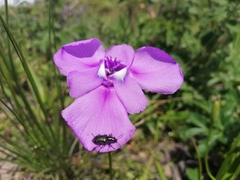 Ennealophus foliosus