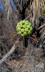 Aralia humilis