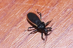 Scadra okinawensis