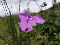 Ennealophus foliosus