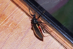 Scadra okinawensis