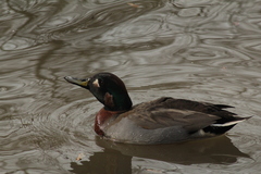 Anas crecca × platyrhynchos