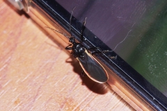 Scadra okinawensis