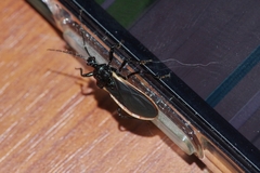 Scadra okinawensis