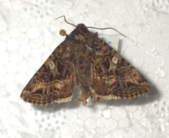 Anarta odontites