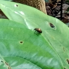 Attelabinae