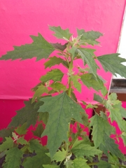 Chenopodium suecicum