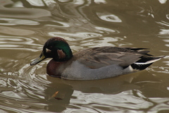 Anas crecca × platyrhynchos
