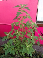 Chenopodium suecicum