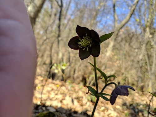 Image of Helleborus atrorubens by no rights reserved