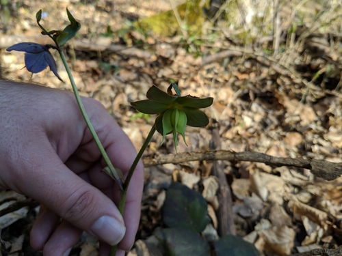 Image of Helleborus atrorubens by no rights reserved