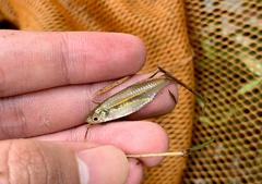 Rasbora borapetensis