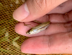 Rasbora borapetensis