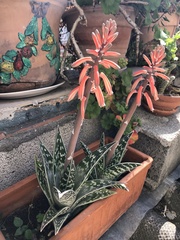 Gonialoe