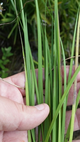 Image of Sisyrinchium nashii by (c) Jay Horn, some rights reserved (CC BY)