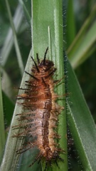 Insecta
