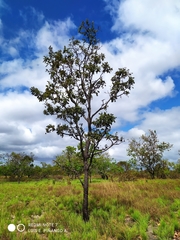 Bowdichia virgilioides