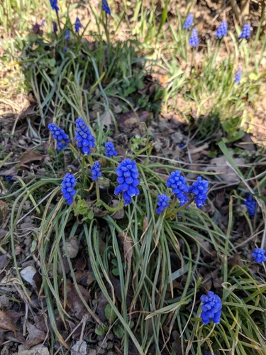 modrica (Muscari)