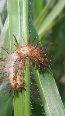 Insecta