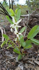 Deeringothamnus pulchellus