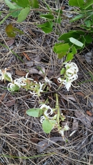 Deeringothamnus pulchellus