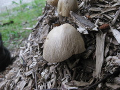 Agrocybe rivulosa