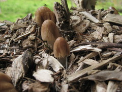 Agrocybe rivulosa
