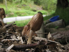 Agrocybe rivulosa