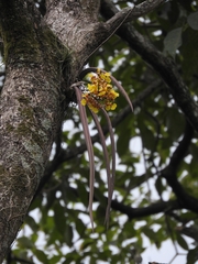 Trichocentrum ascendens