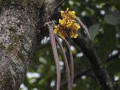 Trichocentrum ascendens