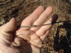 Viburnum acerifolium