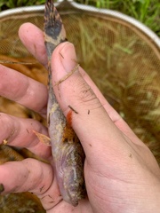 Oxyeleotris marmorata