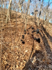 Viburnum acerifolium