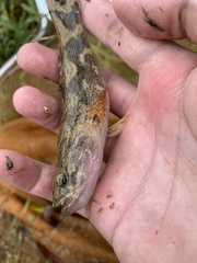 Oxyeleotris marmorata