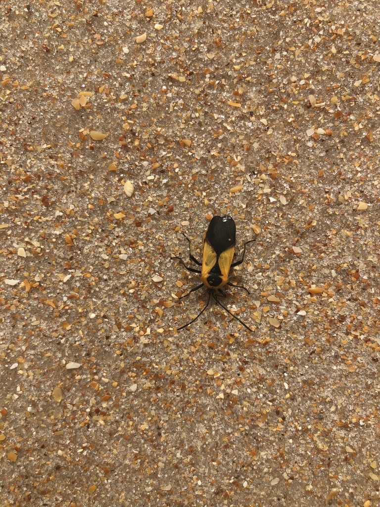 Sephina gundlachii