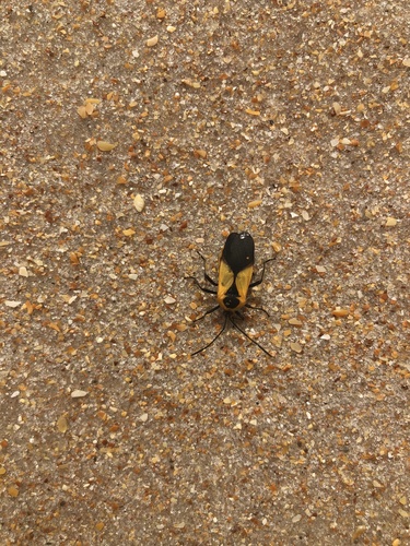 Sephina gundlachii