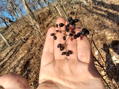 Viburnum acerifolium