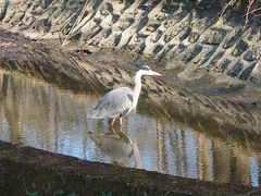 Ardea cinerea