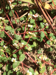 Euphorbia cordifolia
