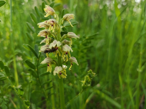 Image of Orchis galilaea by no rights reserved