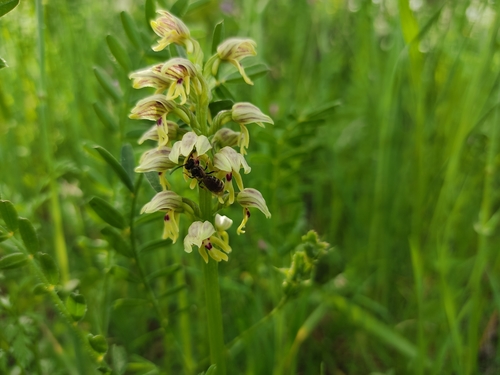 Image of Orchis galilaea by no rights reserved