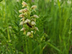 Orchis galilaea