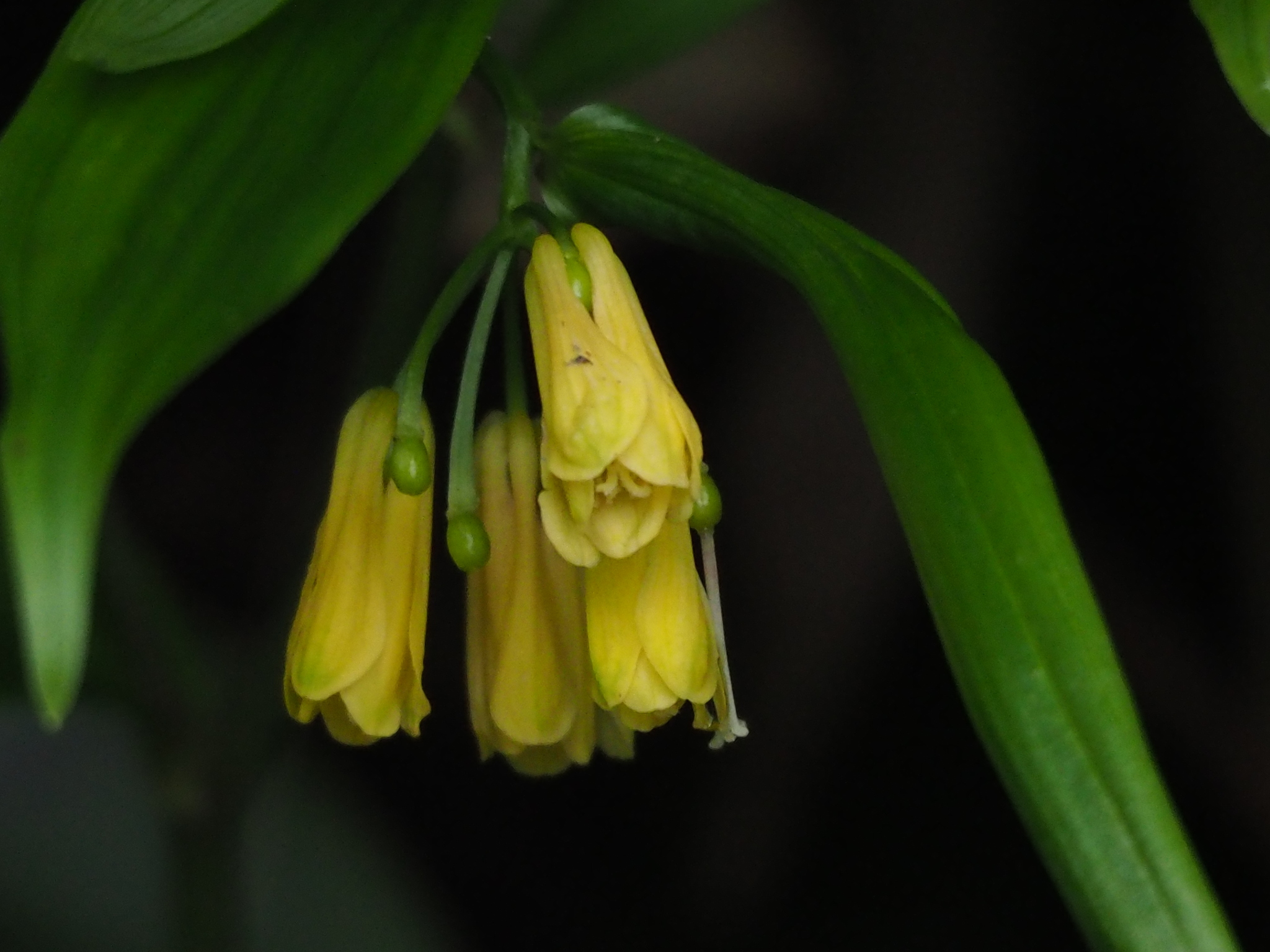 Disporum