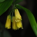Asian Fairy Bells - Photo no rights reserved, uploaded by 葉子