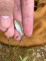 Rasbora borapetensis