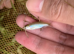 Rasbora borapetensis
